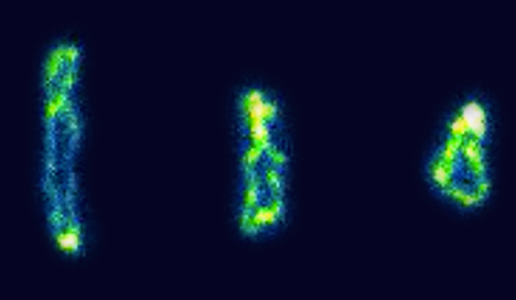 Direct observation of ring polymer dynamics in shear flow 