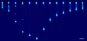 Image: D. Kumar and C. M. Schroeder, “Nonlinear Transient and Steady-state Stretching of Deflated Vesicles in Flow”, Langmuir, 37, 13976-13984 (2021).