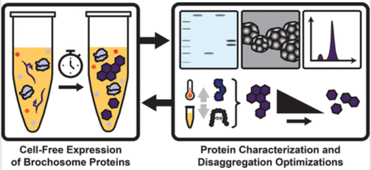 ACS-Syn-Bio-2025