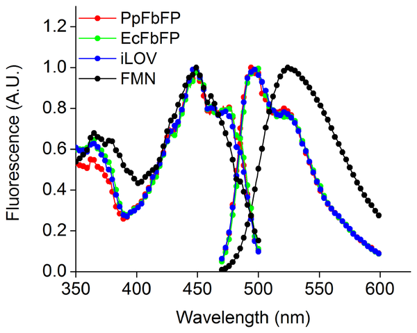 Characterization FBFP
