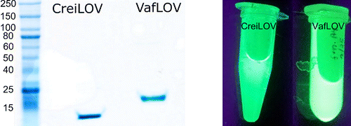 Engineering Characterization New LOVFPs