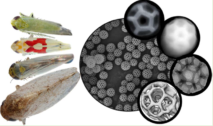 Electron Tomography and Machine Learning for Understanding the Highly Ordered Structure of Leafhopper Brochosomes