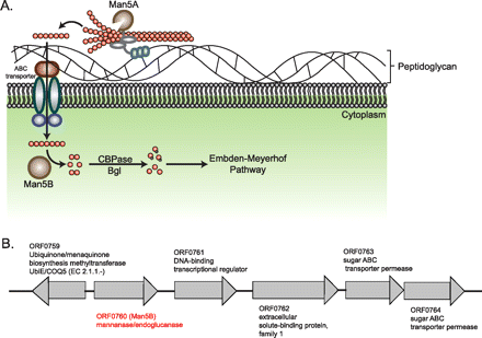 Thermophilic Enzymes