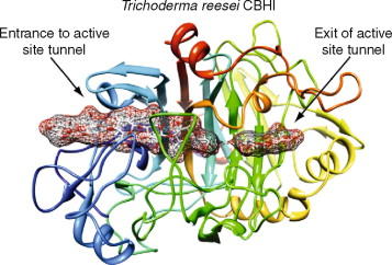 Thermostable Enzymes