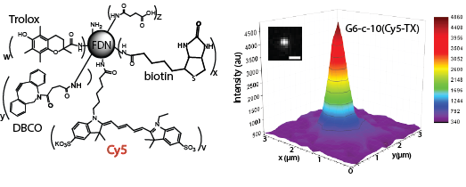 Fluorescent Nanoconjugate Derivatives