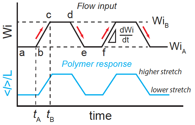 Crooks Fluctuation Theorem for Single Polymer Dynamics in Time-dependent Flows: Understanding Viscoelastic Hysteresis