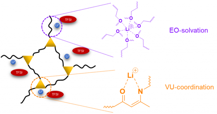 Control of Lithium Salt Partitioning, Coordination, and Solvation in Vitrimer Electrolytes