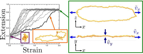 KH_RingPolymerDynamics_GA