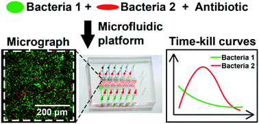 Microfluidic Bacterial Interactions