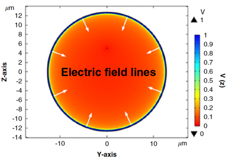 Self-Assembled Microtubular Electrodes for On-Chip Low-Voltage Electrophoretic Manipulation of Charged Particles and Macromolecules