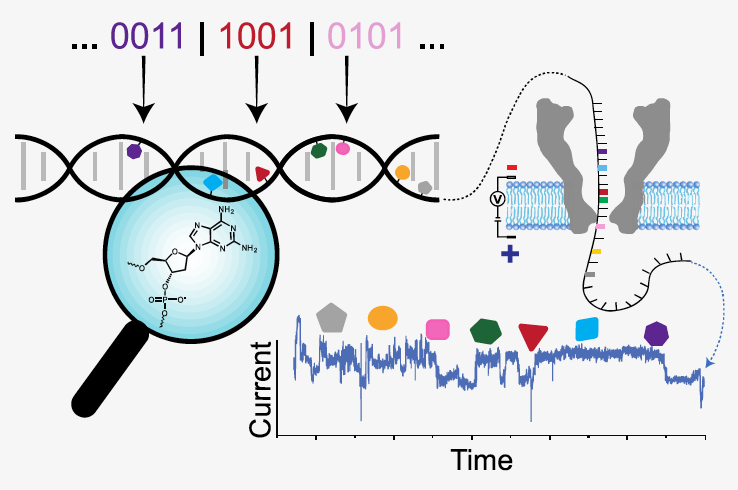 xpanding the Molecular Alphabet of DNA-Based Data Storage Systems with Neural Network Nanopore Readout Processing