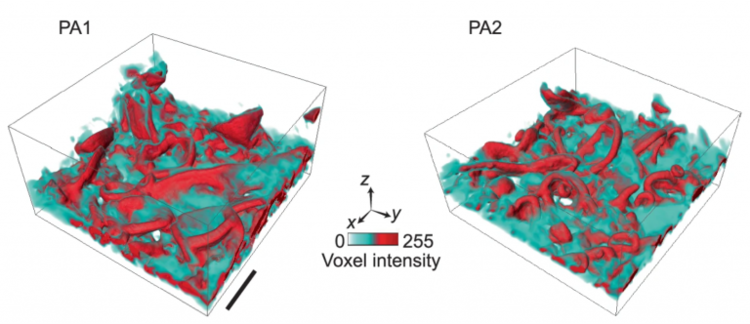 Beyond Nothingness: Formation and Functional Relevance of Voids in Polymer Films