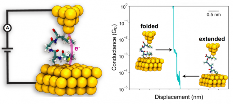 Secondary structure determines electron transport in peptides