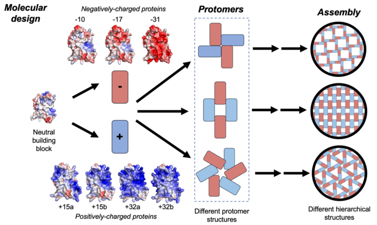Supercharged protein assembly