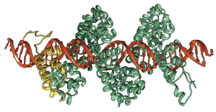 TALE(N)s along DNA molecules