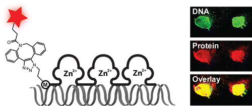 Specific Labeling ZFP