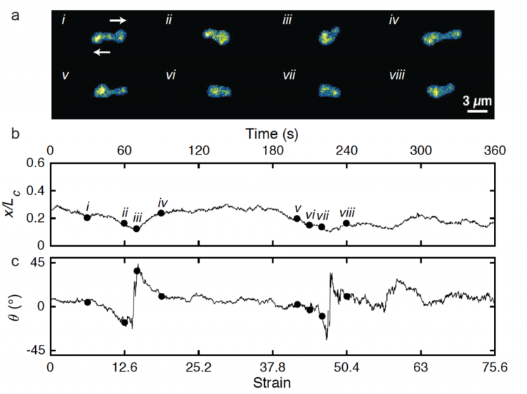 Single molecule studies of ring polymers
